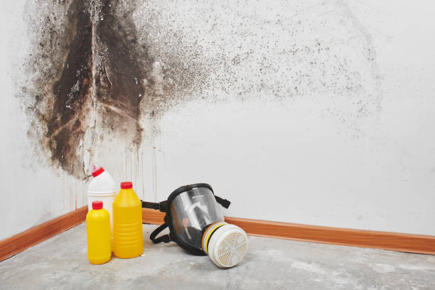 Best Home Mold Removal  in Valley Hill, NC