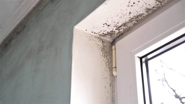 Reliable Valley Hill, NC Mold Removal Solutions