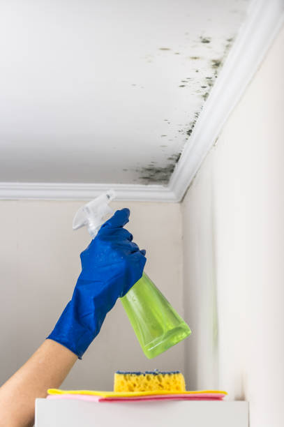 Best Mold Remediation  in Valley Hill, NC